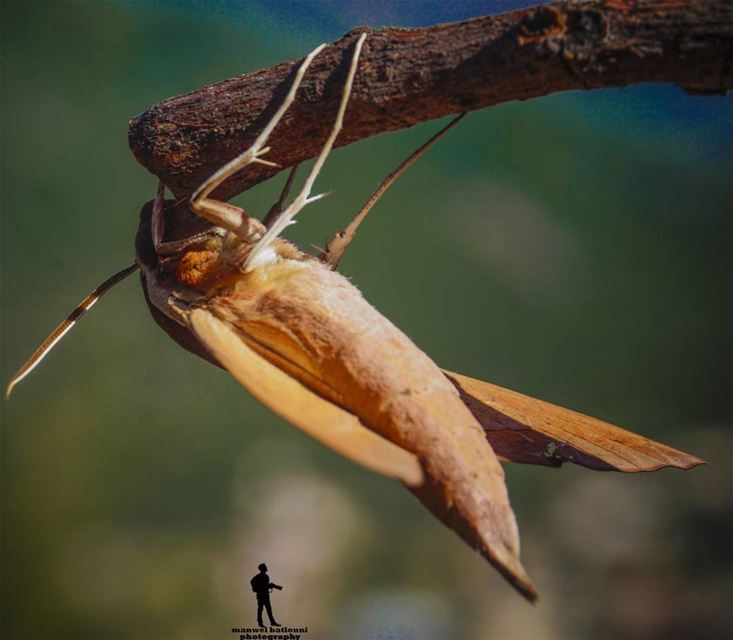  flyinginsect  insectshot  shoufreservebiosphere  shoufreserve  barowk...