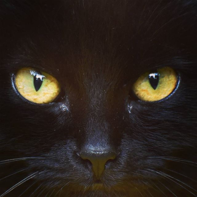 Focused cat ... lebanon  cats  black  ig_lebanon  super_lebanon ... (Aramoun, Mont-Liban, Lebanon)