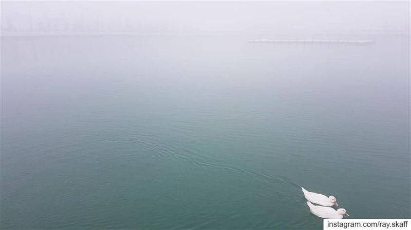 Fog and swimming ducks‼️................... lebanon ... (Fog Lake)