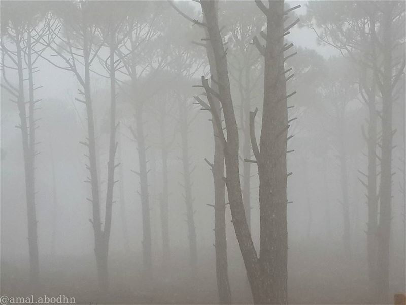 🌁 📷 🍃  fog  foggy  weather  lebanon_hdr  day  naturelovers ... (Pine Trees of Hasbaya)