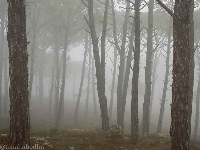 🌁 📷 🍃  fog  foggy  weather  lebanon_hdr  day ...