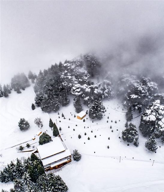 Foggy Forest❄️...  cedars  northlebanon  lebanon  dji  drones ... (Cedars of God)