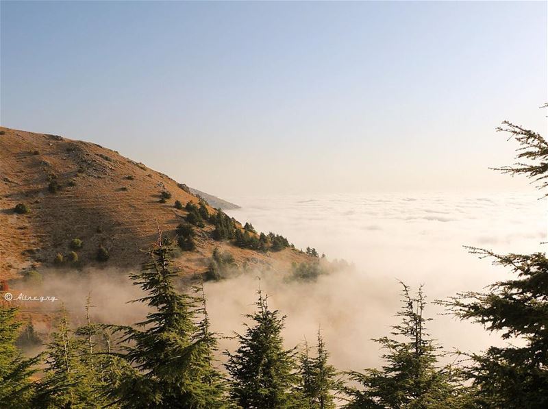 Foggy•Sunset 💛 sunset  mountain  outdoor  fog  cedars  chouf ... (Al Shouf Cedar Nature Reserve)