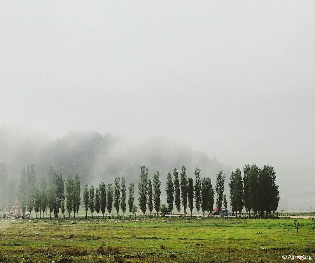 Foggy Trees.. hiking  road  trees  nature  fog  foggy  clouds  woods ... (Ammou3a - Akkar)