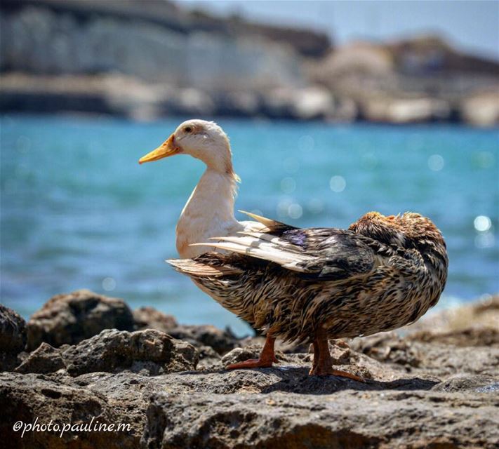 🐧🦆 follow  like  follow4follow  like4like  nikond3200  photoshoot ... (Soûr, Al Janub, Lebanon)