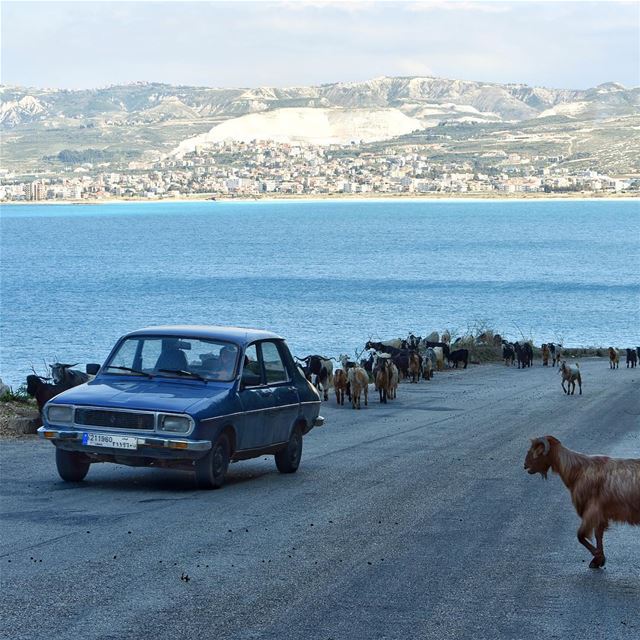 Follow me 🐑 (Chekka)