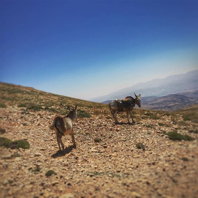 Follow me Eeyore ...  FollowMe  FollowMeTo  Mountain  Sky  Donkey  Nature ... (Qurnat as Sawda')