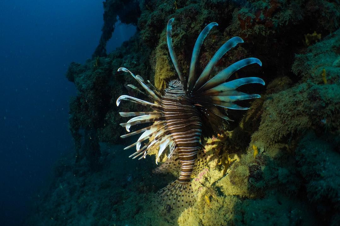 Follow the Light...from our  deep  blue comes the  lionfish ...