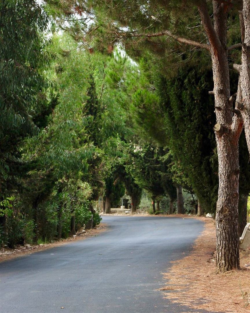 Follow your way tree  road  green  lebanon  jezzine  livelovelebanon ... (Wadi Jazzin, Al Janub, Lebanon)