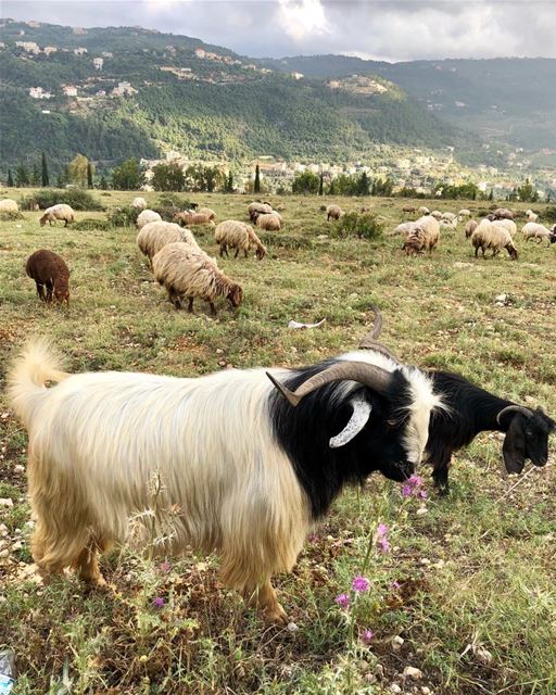 Food everywhere for these goats, until they will have to move to greener... (Dayr Al Qamar, Mont-Liban, Lebanon)