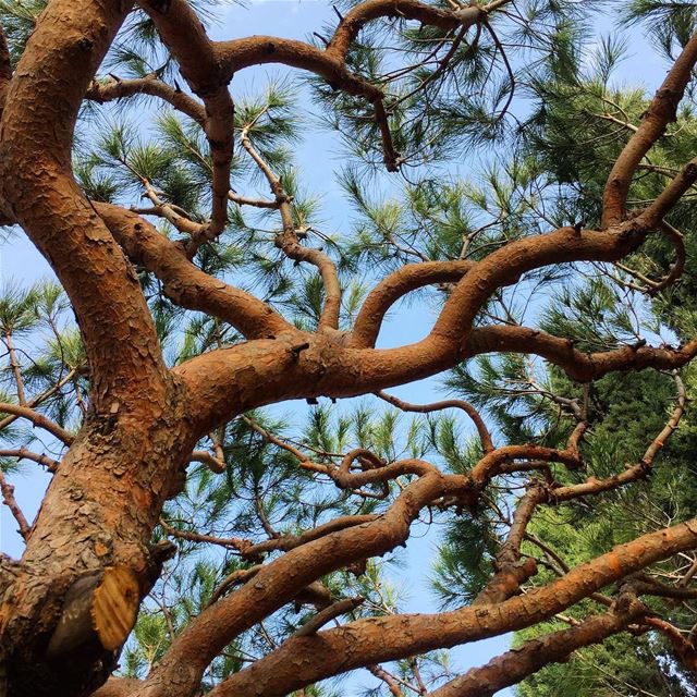 For a tree to become tall it must grow tough roots among the rocks 🌳🌳... (Saydet El Nourieh)