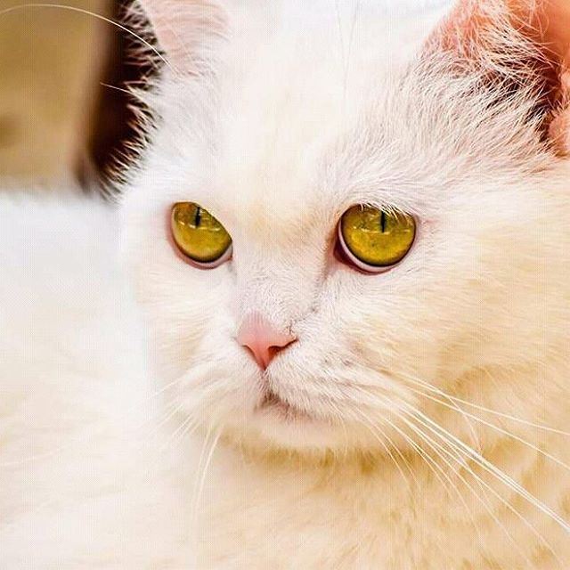 For  all  cat  lovers  white  green  eyes  hd_lebanon  ig_lebanon ...