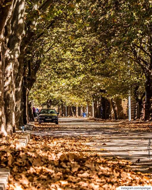 For Autumn reveals the spirit of life, with which everything grows back... (Sawfar, Mont-Liban, Lebanon)