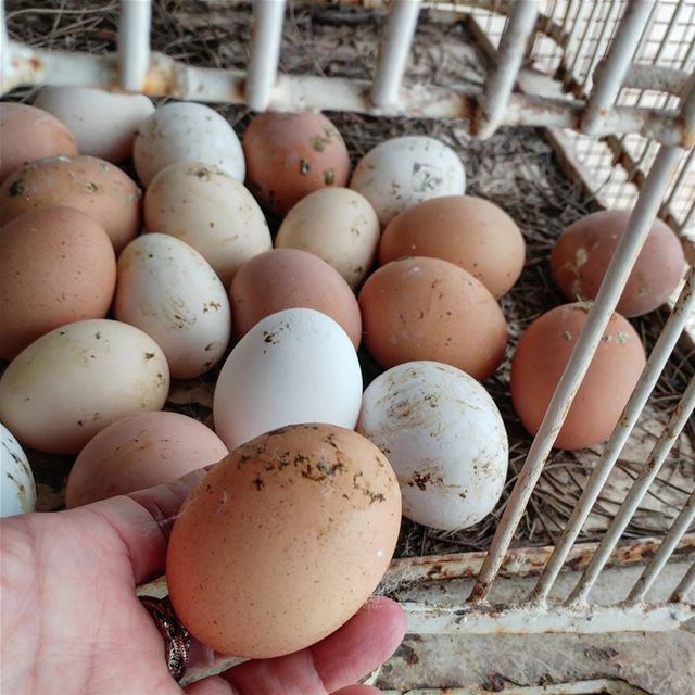 For lunch later today.  fresheggs  freerangeeggs  freerange  farmtotable ... (Dayr Al Qamar, Mont-Liban, Lebanon)