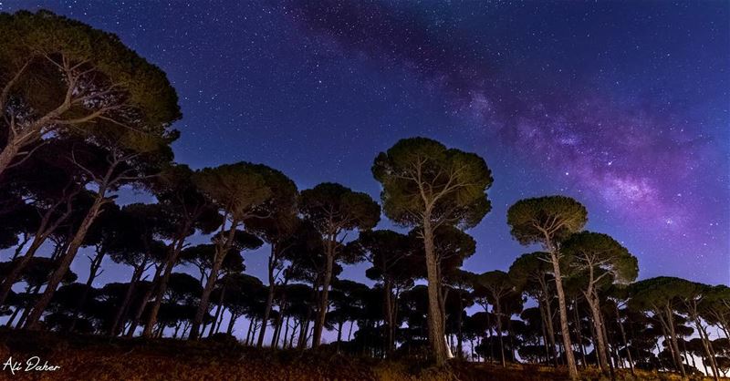For one minute, Walk outside, Stand there, in silence, Look up at the sky,... (South Governorate)