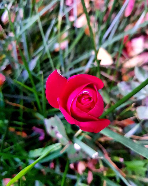 For the beauty of the rose we also water the thorns 🌹 .... red ... (Beirut, Lebanon)
