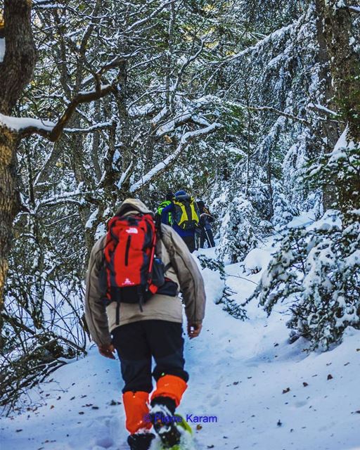 For the  love of  nature  ehden  cedars  forest  snowshoeing  snow  trees...