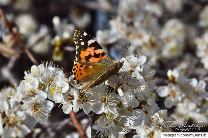 For the love of Spring's Faune and Flore 🦋🌸  spring  butterfly  flower ... (Horsh Ehden)