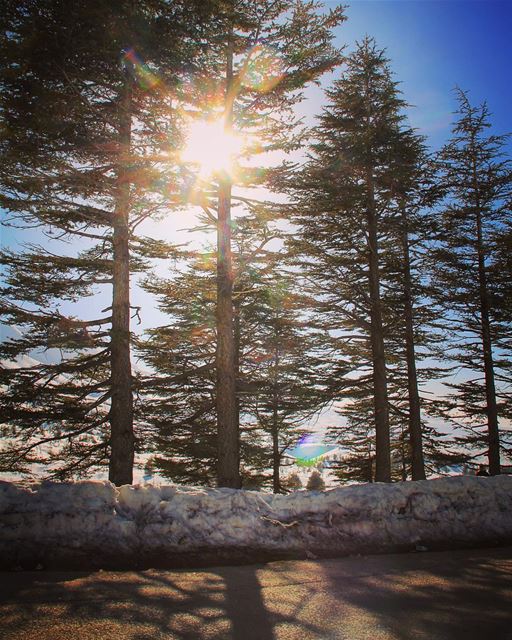 For the love of the sun. sun  sunlover  light  hope  beautiful  warm ... (Cedars Of Lebanon)