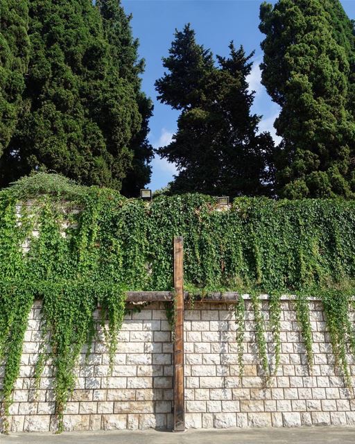 🕊🌲🍃🕇🍃🌲🕊 "For the word of the cross is foolishness to those who are... (Ghazir, Mont-Liban, Lebanon)