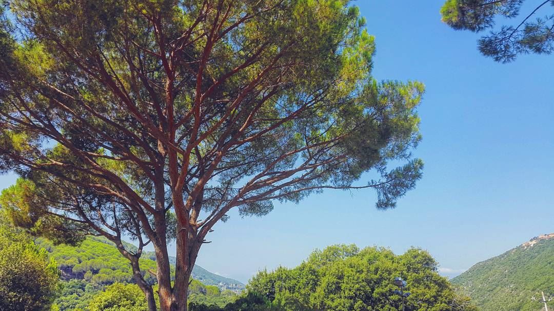 Forest and sun bathing looks like this.  Lebanon  pine  sky  clouds  liban... (St Rafqa-Jrebta)