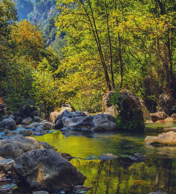 Forest bathing...... forest  river  mountains  Lebanon  nature ...