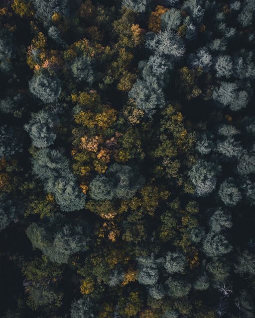 Forest flights 🌲 (Lebanon)