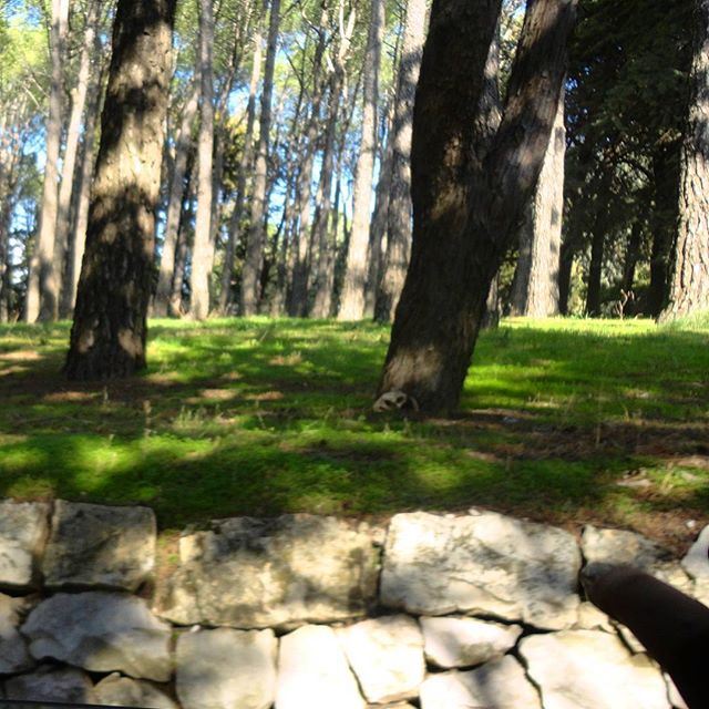 forest foretpinetrees greennature