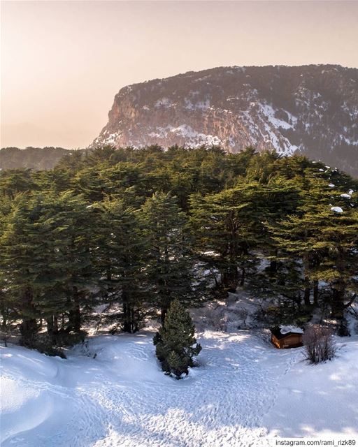 Forest of eternity 🌲. Swipe left to ZOOM In 🔍.. tannourine  batroun... (Arz Tannoûrîne)