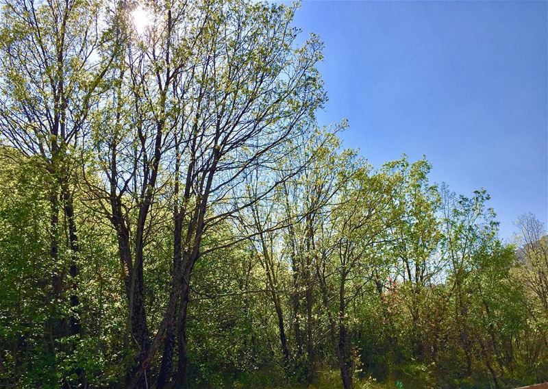 Forest time dhourshweir  lebanon  picoftheday  lebanonnature  green ... (Dhour choueir)