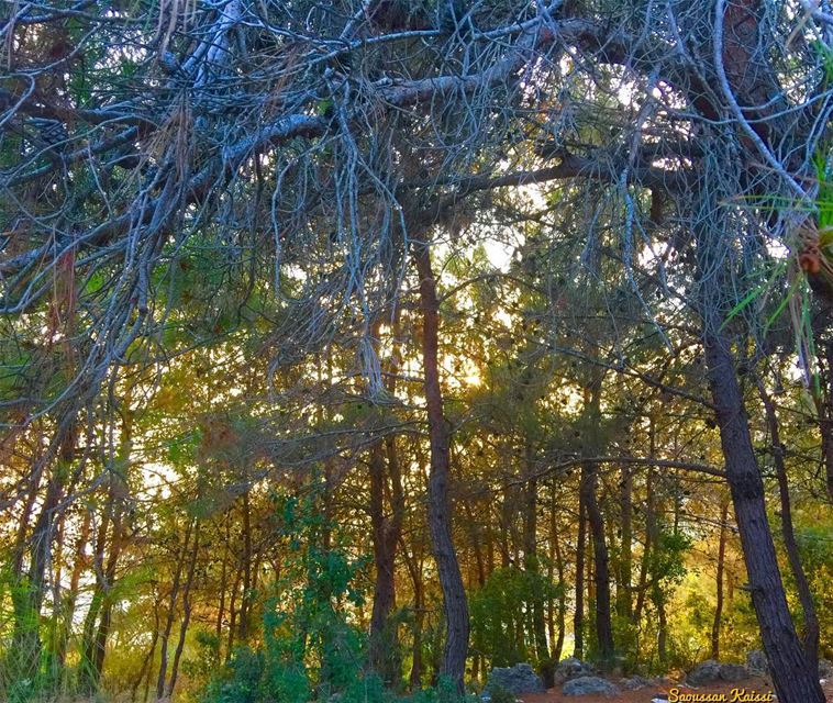  forest  trees  colors pinetrees  sunsettime ...