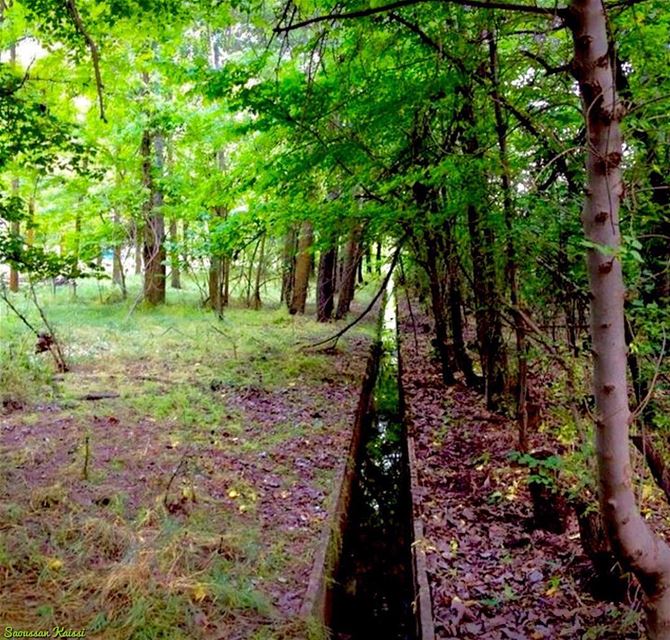  forest  trees  green  taanayel  bekaa  lebanon ...