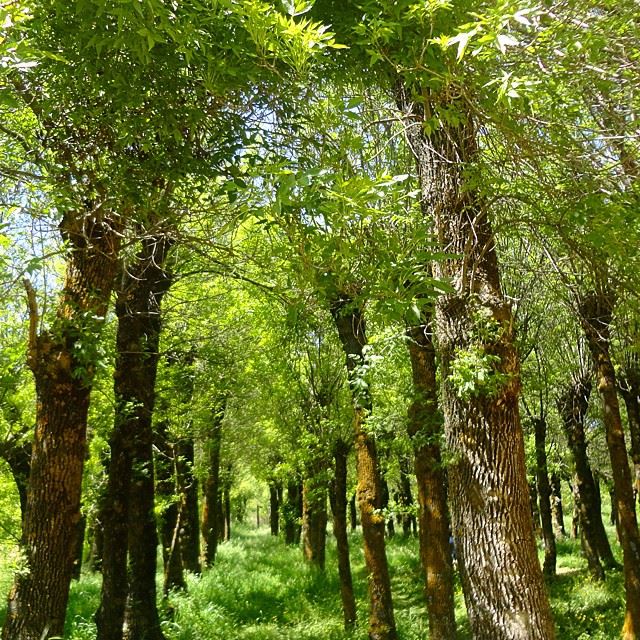 forestgarden forettreesgreen path discoverlebanonsnature discoverlebanon natureshots