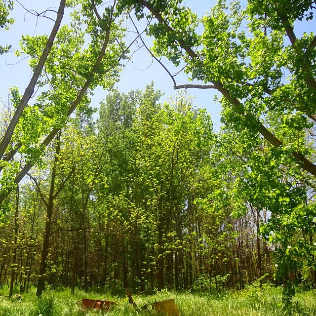 forestpark forest forettreesgarden orchard natureshots naturelovers discoverlebanon discoverlebanonsnature