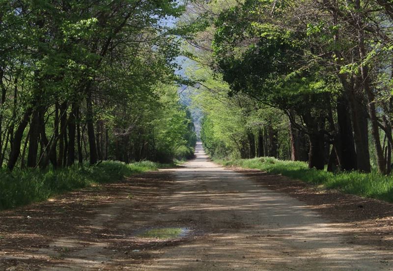 Forget about trying to compete with someone else. Create your own pathway.... (`Ammiq, Béqaa, Lebanon)