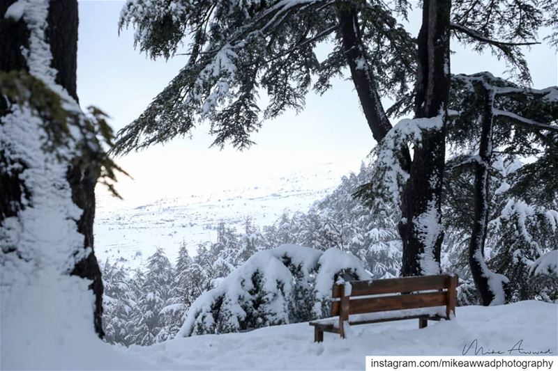 Forget the freezing temperatures and enjoy the scenery...Heaven on Earth... (Cedar Reserve Tannourine)