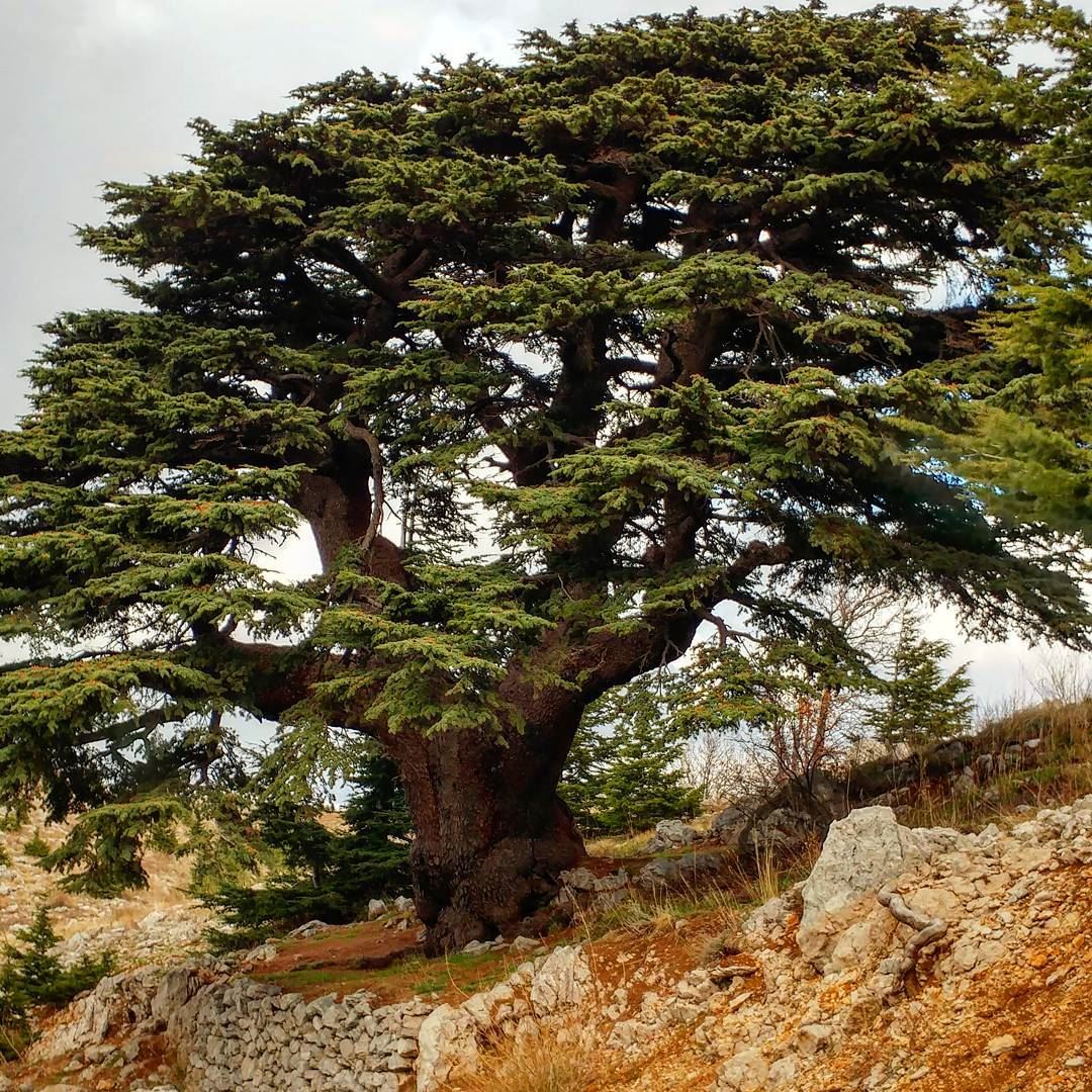 Forgive me if I happen to fall for these cedars, all four million of them.... (محمية ارز الشوف)