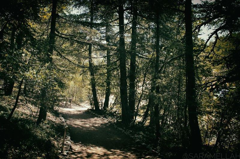 Forgive others, not because they deserve forgiveness but because you... (Al Shouf Cedar Nature Reserve)