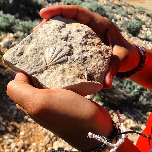 Fossil Shell at 3075 m - Qornet Znenir - Jabal Makmel   qornetelsawda ... (Qurnat as Sawda')
