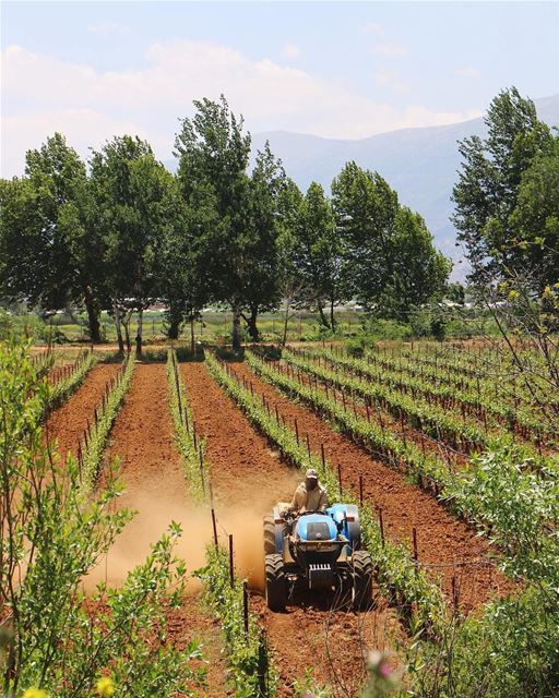 Foto deslumbrante do Vale do Beqaa, região produtora dos melhores vinhos... (West Bekaa)