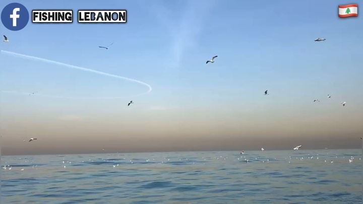 @fouadmitani (Birds of Lebanon and the Middle East) @fishinglebanon - @inst (Beirut, Lebanon)