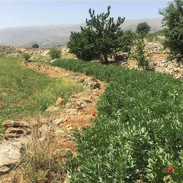 Foul season 🌿Taken by @djaycarlk31  walkthroughsaghbine  lebanontimes ... (Saghbîne, Béqaa, Lebanon)