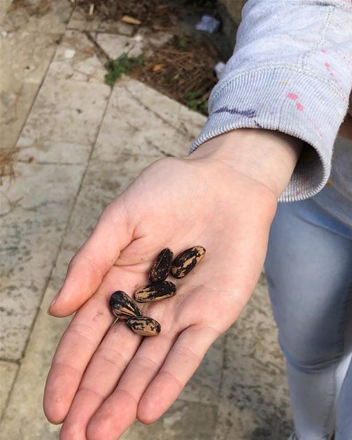 Found on the floor, a few pine nuts. Now need to find a Little Rock. ...