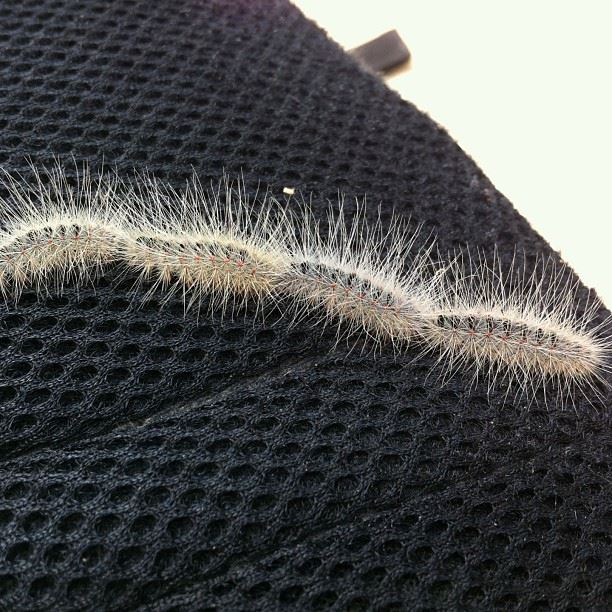 Four fascinating spring caterpillars connected and moving like trains.