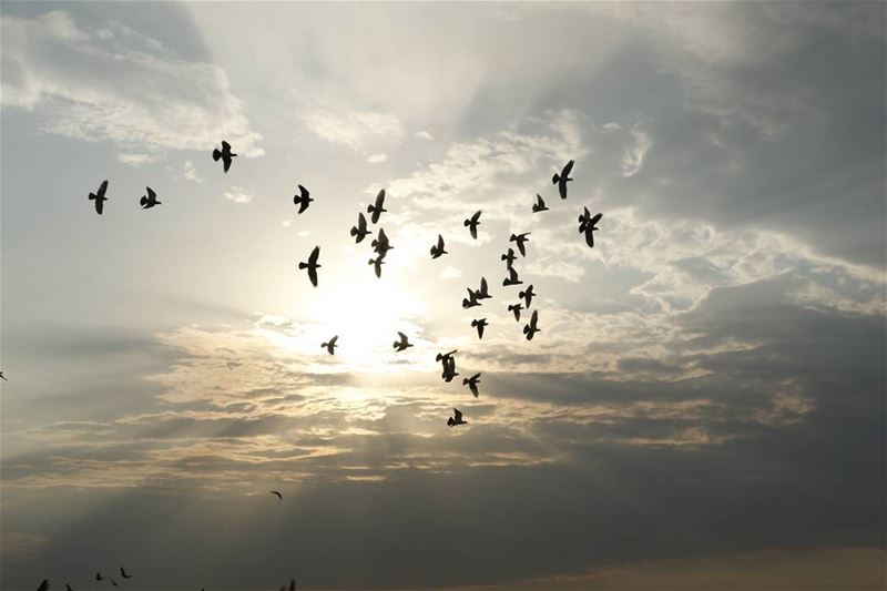 Free as a  bird in  lebanese  sky ... freeasabird  sunshine  clouds ...