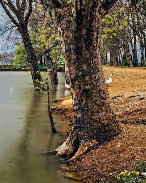 Free your mind on a walk around the lake. Morning igers 💚--------------- (Taanayel- Bekaa)