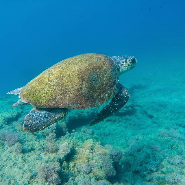 Freediving with sea turtle💙such a wonderful experience 🐢.... sea... (Batroûn)