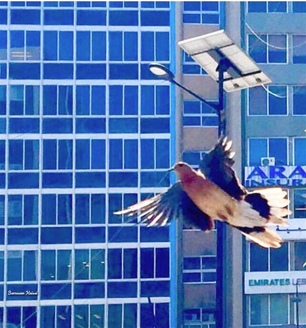  freedom  flying  saida ...