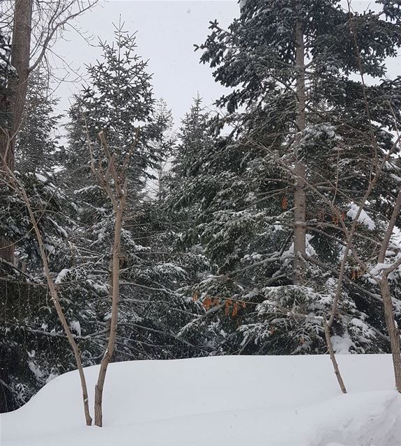 Freezing⛆🌪 goodmorning  snowing  landscape  landscapephotography  neige ... (Faraya, Mont-Liban, Lebanon)