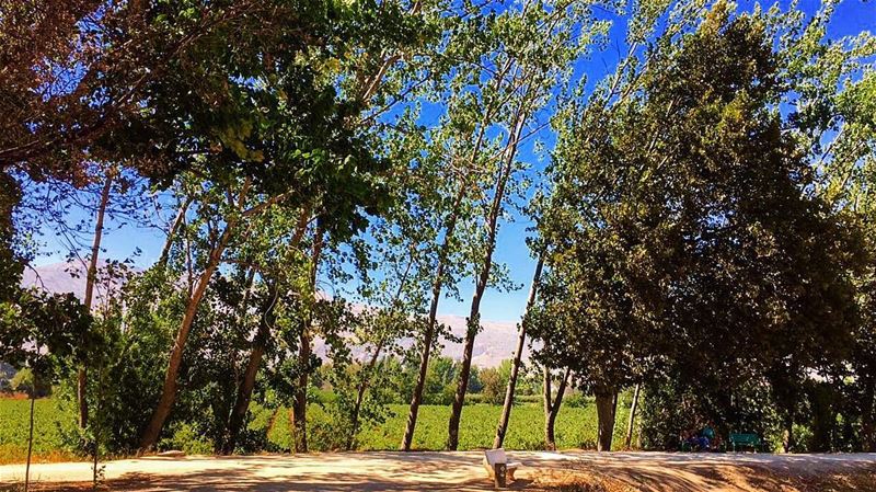 🌞🌴🍃🌿🍃🌴🌞 Fresh Air 🇱🇧 nature naturephotography tree colors trip... (Deïr Taanâyel, Béqaa, Lebanon)